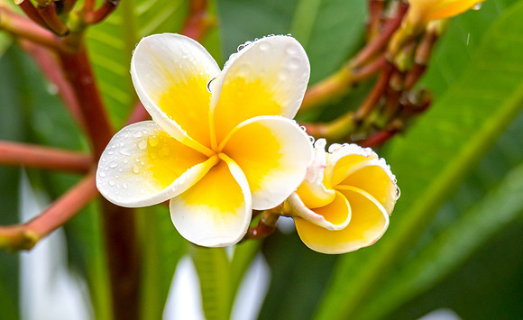 Yellow and White Frangipani Flowers on a rainy day