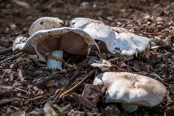 Wild Field Mushrooms