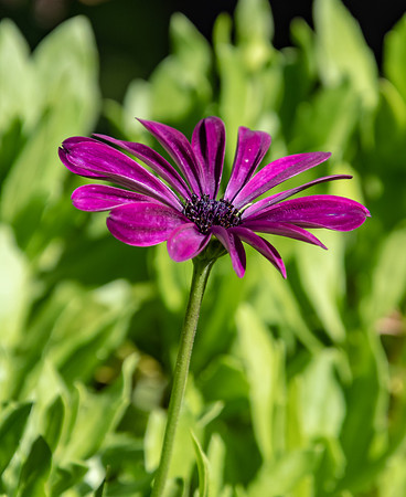 Purple Daisy Flower