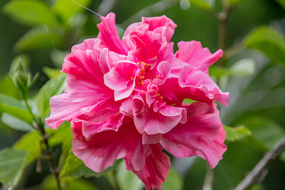 Pink Hibiscus Flower