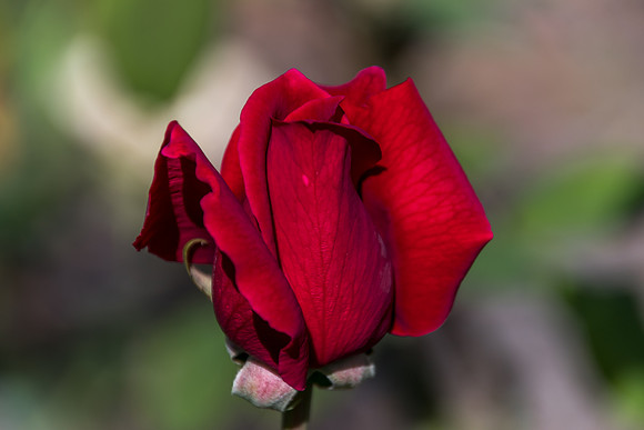 Red Rose Bud