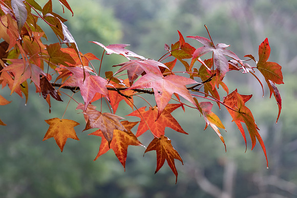 Liquid Amber Autumn Leaves