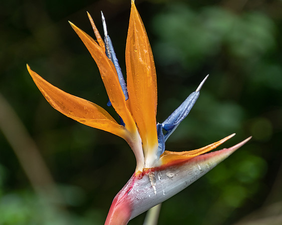 Bird of Paradise Flower