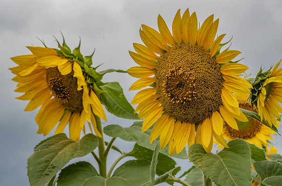 Sunflowers