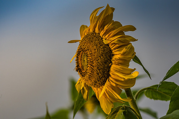 Sunflower and bee