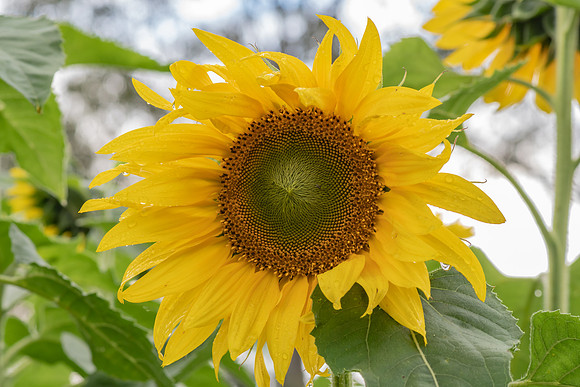 Sunflowers
