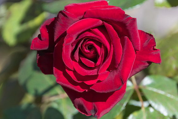 Red Rose Bloom