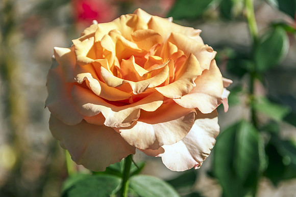 Peach Coloured Rose in Bloom