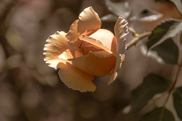 Aged Yellow Coloured Rose beginning to bloom