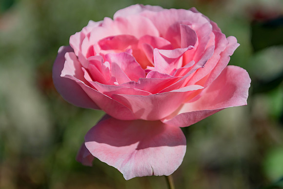 Soft Pink Coloured Rose in Bloom