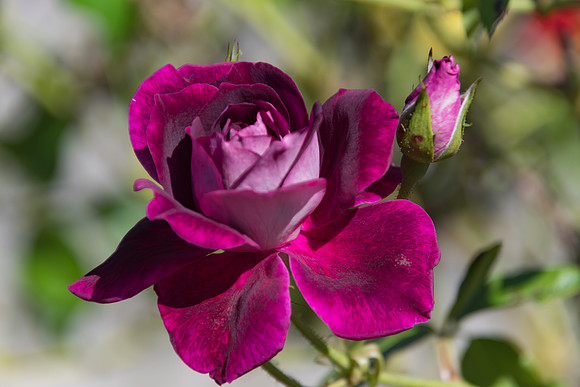 Purple Coloured Rose in Bloom and Rose Bud