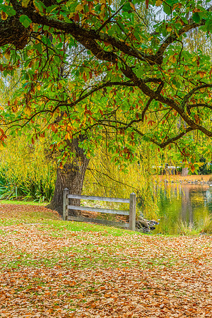 Castlemaine Botanical Gardens in late Autumn