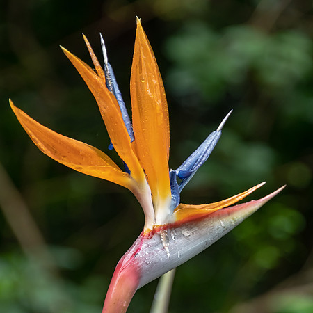 Bird of Paradise Flower