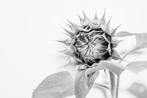 Sunflower Ready to Bloom in Black and White Low Key