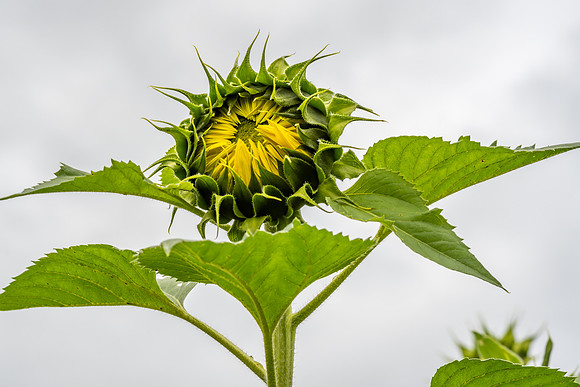 Sunflower ready to open