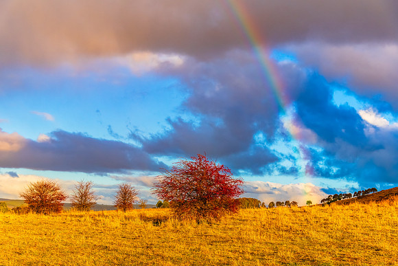 Rainbow and the Hawthorn Tree