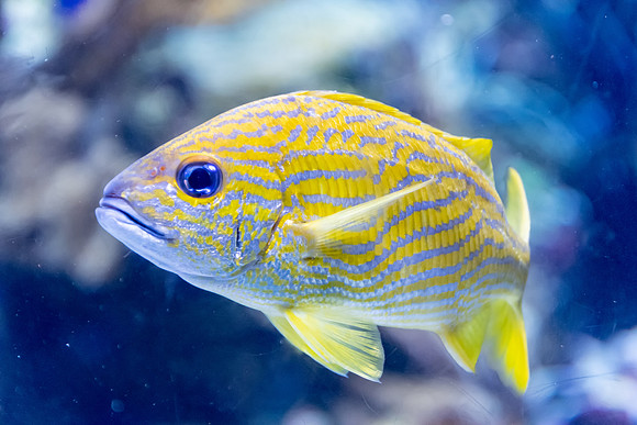 Coral Reef Tropical Fish