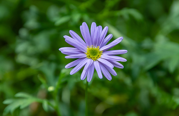 Purple Daisy Flower