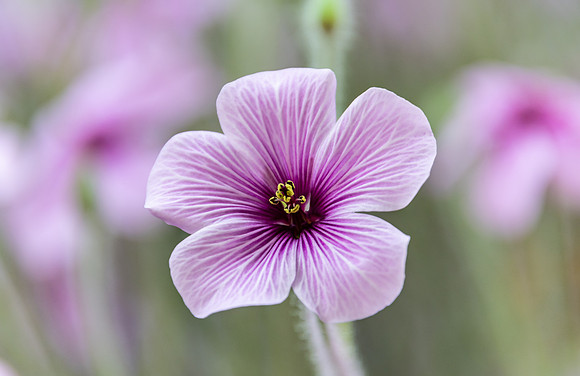 Pretty small purple flower - Geraniums