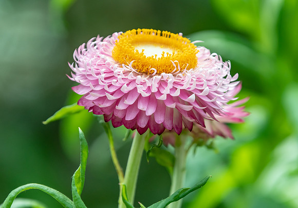 Pink Strawflower - Paper Daisies