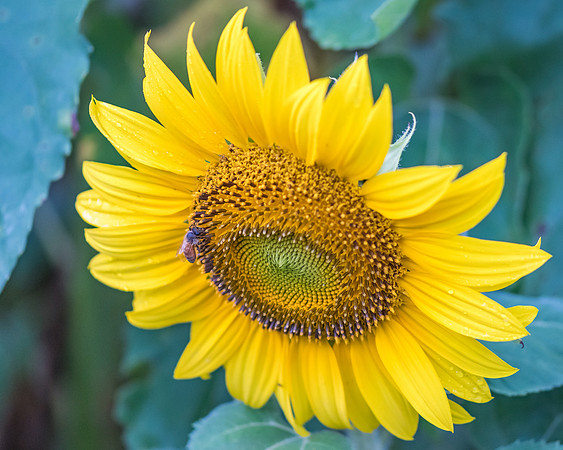 Sunflower and Bee