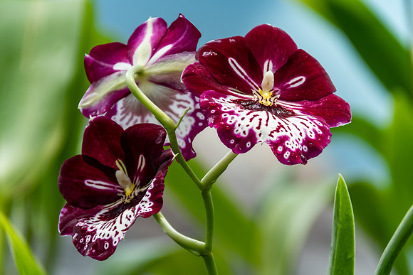 Maroon and White Orchids