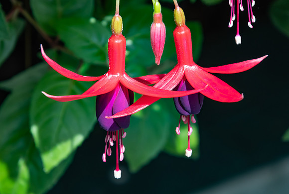 Pretty Pink and Purple Fucshia Flowers