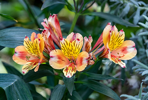 Yellow and Orange Alstroemeria Flowers