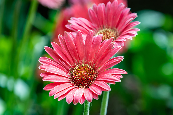 Pink Osteospermum Daisy Flowers