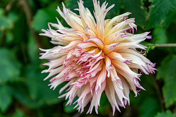 Dahlia Flower