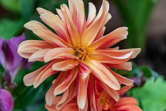 Dahlia Flower