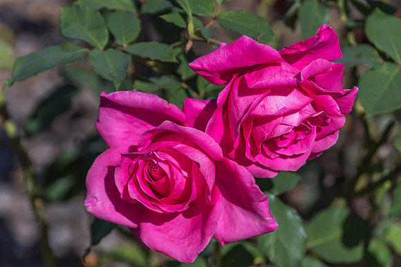 Pink Coloured Rose in Bloom