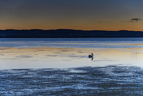 Pelican and Sunset at Long Jetty