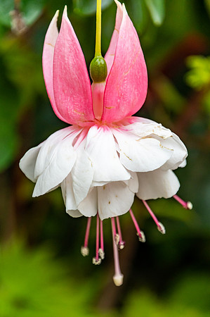 Pink and White Ballerina Fuchsia Flower