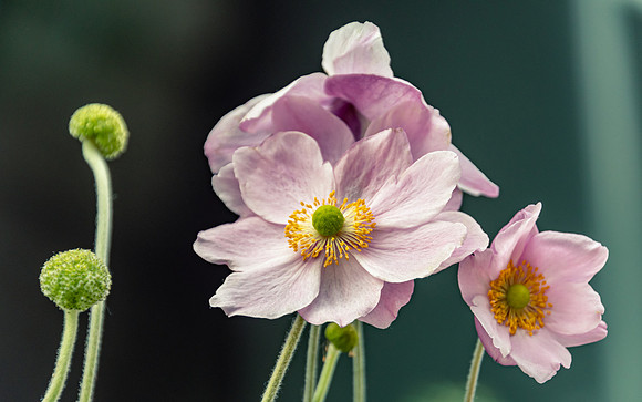 Soft Pink Hellios Flowers