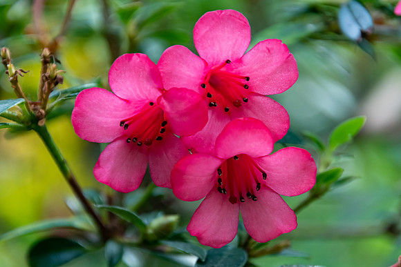 Pink Oleander Flowers