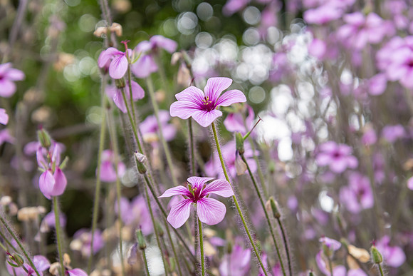 Pretty small purple flower - geraniums