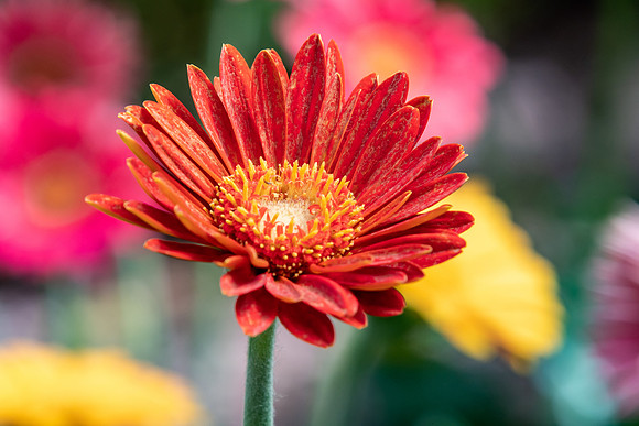 Orange Osteospermum Daisy Flowers