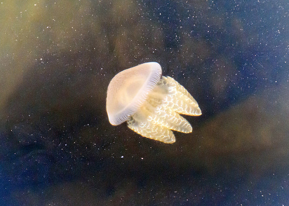 Jellyfish