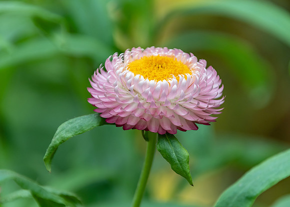 Pink Strawflower - Paper Daisies