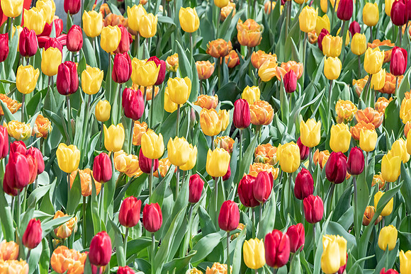 Red and Yellow Tulips