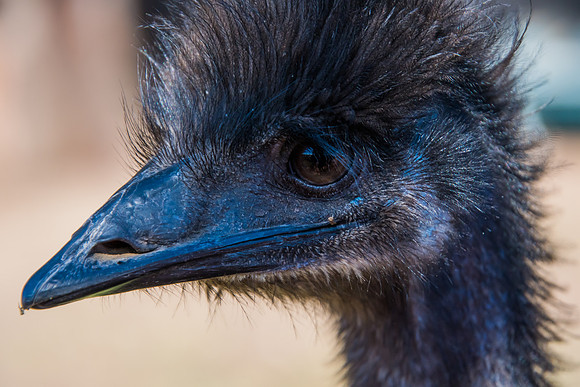 Emu