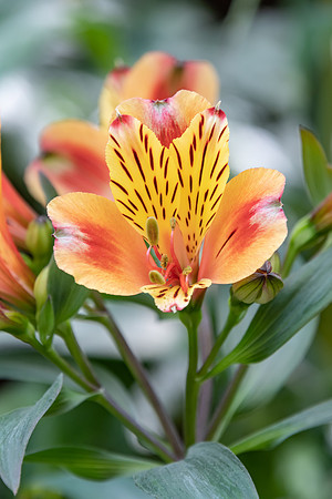 Alstroemeria Flowers
