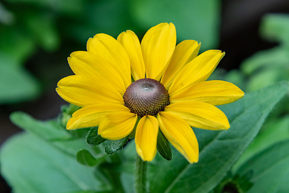 Yellow Black Eyed Susan Daisy Flower