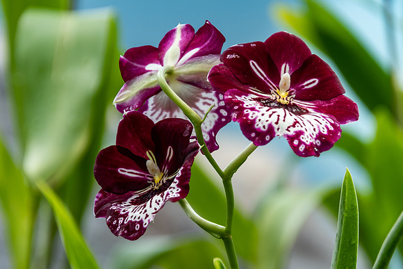 Maroon and White Orchids