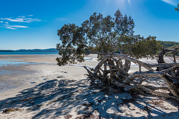 Foreshore of Tanilba Bay with Tree