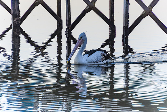 Sunset and Pelican Waterscape