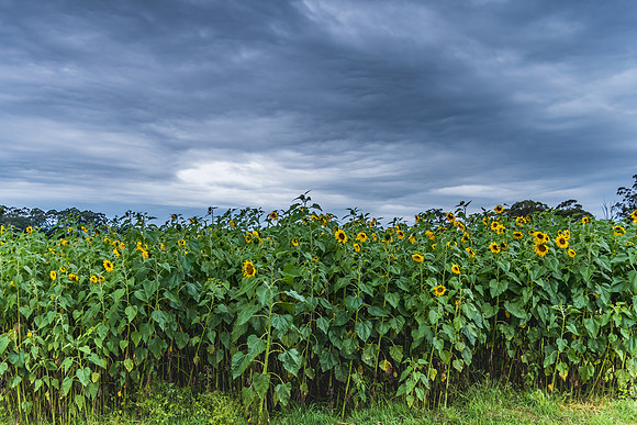 Sunflower Field