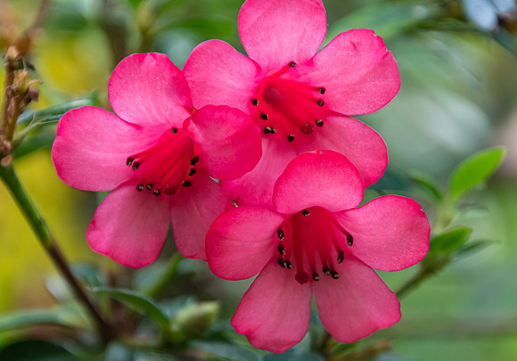 Pink Oleander Flowers
