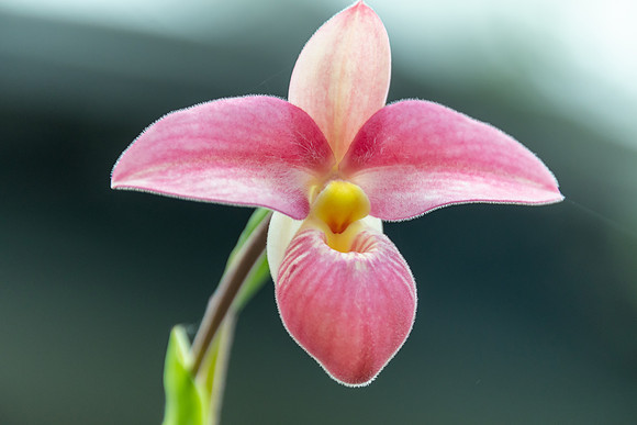 Soft Pink Long Stemmed Orchid